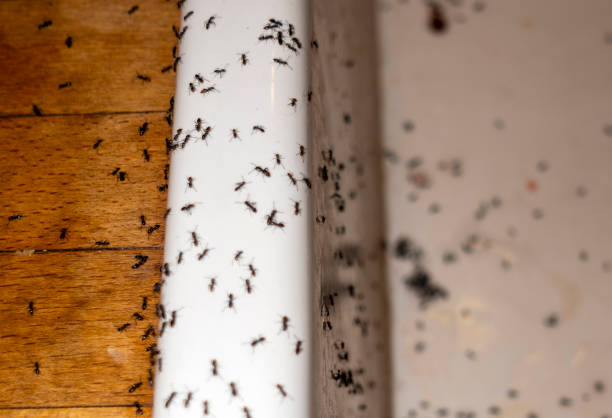 Best Commercial Pest Control Services  in Hinckley, IL