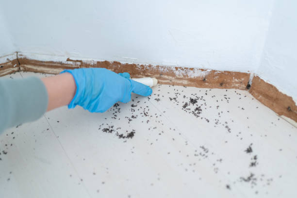 Reliable Hinckley, IL Pest Control Solutions
